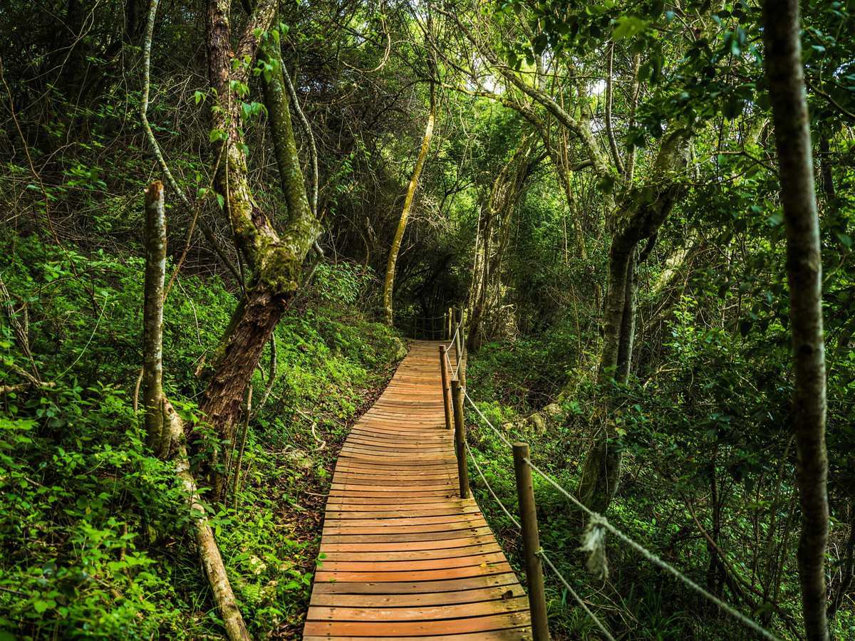 Boardwalk through indigenous forest on the Garden Route near Tsitsikamma