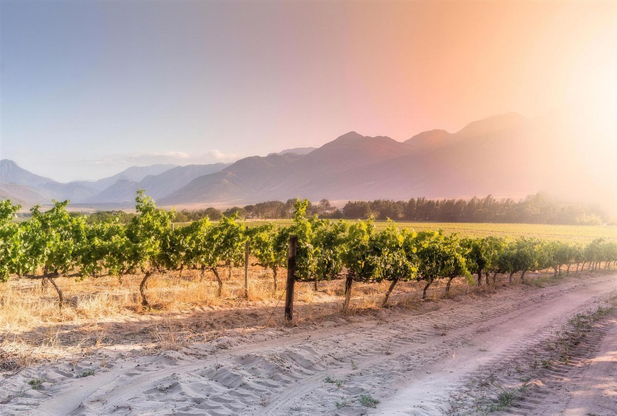 Robertson valley vineyards, part of the wider Cape Winelands region