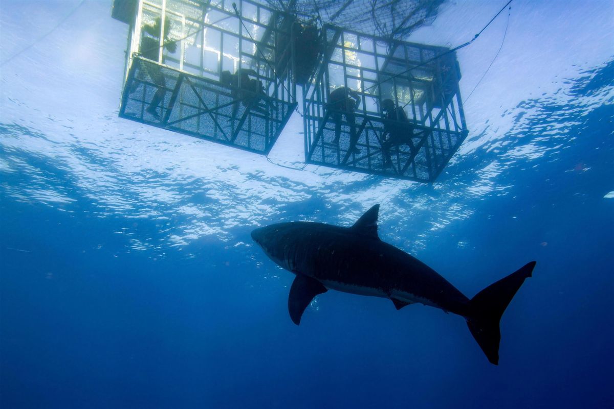 Shark cage diving boat trip from Gansbaai