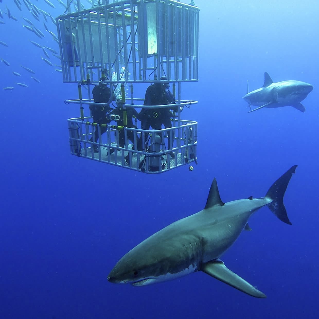 Shark cage diving with great white sharks off the Cape coast