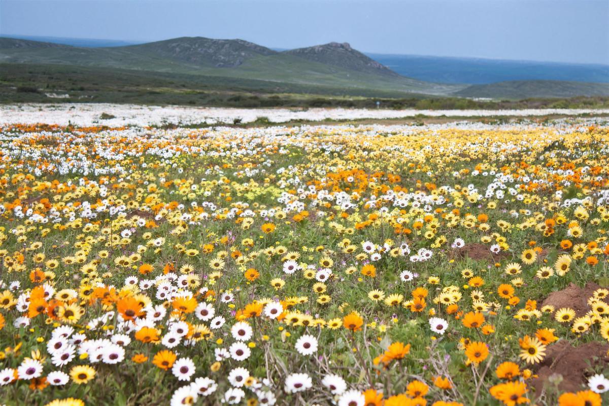 Spring wildflower fields near Darling on the West Coast