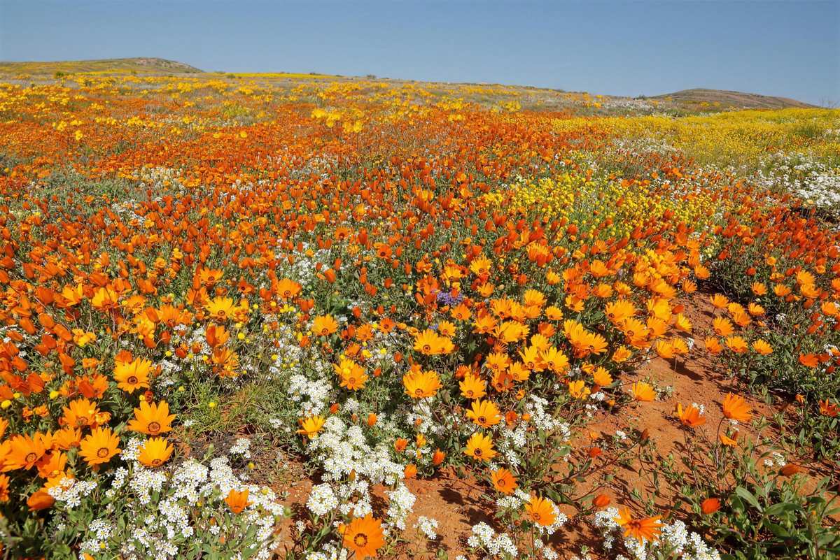 West Coast wildflowers in full spring bloom